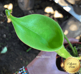 SPECIAL IMPORT 🌟 Heliamphora "Godzilla" ex Wistuba 📏 18-22cm Adult