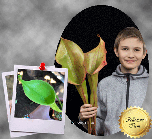 Heliamphora "Godzilla" • Mature Adult • Wistuba Clone 1