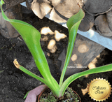 SPECIAL IMPORT 🌟 Heliamphora "Godzilla" ex Wistuba 📏 18-22cm Adult