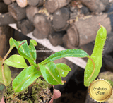 SPECIAL IMPORT 🌟 Nepenthes Graciliflora (alata pure) ex Wistuba 📏 10-12cm