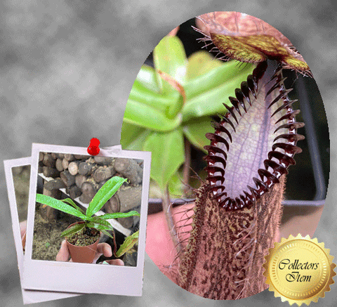 COLLECTORS ITEM 🌟 Nepenthes Hamata (Gunung Lumut, Sulawesi) * Wistuba 📏 12-15cm > Exact plant pictured