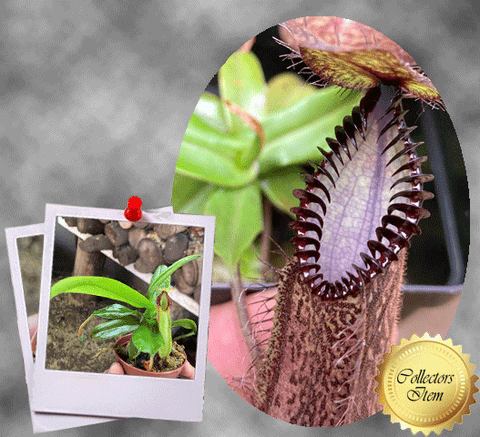 COLLECTORS ITEM 🌟 Nepenthes Hamata (Gunung Lumut, Sulawesi) * Wistuba 📏 12-15cm > Exact plant pictured