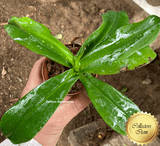 SPECIAL IMPORT 🌟 Nepenthes Hamata x Campanulata ex Wistuba 📏 25-28cm