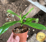 SPECIAL IMPORT 🌟 Nepenthes Hamata x Campanulata ex Wistuba 📏 25-28cm