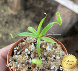 RARE! COLLECTORS ITEM: Nepenthes Jamban ex Borneo Exotics 📏 3-5cm