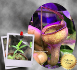 RARE! COLLECTORS ITEM: Nepenthes Jamban ex Borneo Exotics 📏 3-5cm