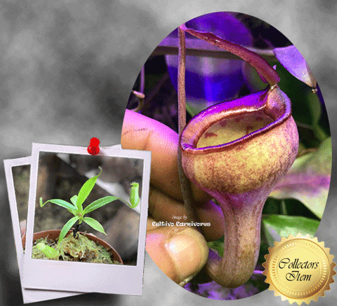 RARE! COLLECTORS ITEM: Nepenthes Jamban ex Borneo Exotics 📏 3-5cm