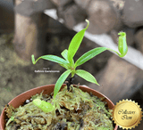 RARE! COLLECTORS ITEM: Nepenthes Jamban ex Borneo Exotics 📏 3-5cm