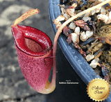 TROPICAL PITCHER PLANT: Nepenthes Jamban for sale | Buy carnivorous plants and seeds online @ South Africa's leading online plant nursery, Cultivo Carnivores