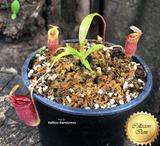 TROPICAL PITCHER PLANT: Nepenthes Jamban for sale | Buy carnivorous plants and seeds online @ South Africa's leading online plant nursery, Cultivo Carnivores