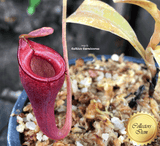 TROPICAL PITCHER PLANT: Nepenthes Jamban for sale | Buy carnivorous plants and seeds online @ South Africa's leading online plant nursery, Cultivo Carnivores