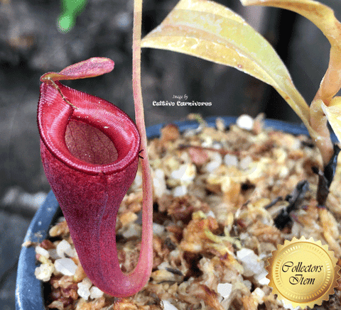 TROPICAL PITCHER PLANT: Nepenthes Jamban for sale | Buy carnivorous plants and seeds online @ South Africa's leading online plant nursery, Cultivo Carnivores