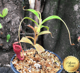 TROPICAL PITCHER PLANT: Nepenthes Jamban for sale | Buy carnivorous plants and seeds online @ South Africa's leading online plant nursery, Cultivo Carnivores