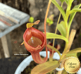 TROPICAL PITCHER PLANT: Nepenthes Jamban for sale | Buy carnivorous plants and seeds online @ South Africa's leading online plant nursery, Cultivo Carnivores