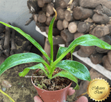 COLLECTORS ITEM 🌟 Nepenthes Kitanglad * Wistuba 📏 20-22cm > Exact plant pictured