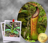 COLLECTORS ITEM 🌟 Nepenthes Kitanglad * Wistuba 📏 20-22cm > Exact plant pictured