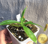 COLLECTORS ITEM 🌟 Nepenthes Kongkandana x Mollis AW #71 > Exact plant pictured