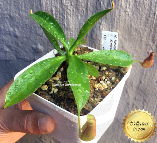 Nepenthes Kongkandana x Mollis · Tropical pitcher · Seed grown