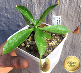 COLLECTORS ITEM 🌟 Nepenthes Kongkandana x Mollis AW #71 > Exact plant pictured