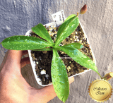 COLLECTORS ITEM 🌟 Nepenthes Kongkandana x Mollis AW #71 > Exact plant pictured