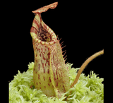 COLLECTORS ITEM 🌟 Nepenthes Kongkandana x Mollis AW #71 > Exact plant pictured