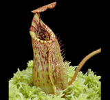 COLLECTORS ITEM 🌟 Nepenthes Kongkandana x Mollis AW 📏 20-22cm > Exact plant pictured
