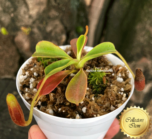 Nepenthes Lowii (Trus Madi) • Tropical pitcher • Rare highland species