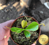 COLLECTORS ITEM 🌟 Nepenthes Lowii (Gunung Murud, Borneo) * Wistuba 📏 3-5cm > Exact plant pictured