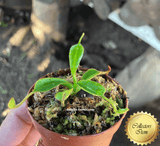 COLLECTORS ITEM 🌟 Nepenthes Lowii (Gunung Murud, Borneo) * Wistuba 📏 3-5cm > Exact plant pictured