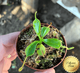COLLECTORS ITEM 🌟 Nepenthes Lowii (Gunung Murud, Borneo) * Wistuba 📏 3-5cm > Exact plant pictured