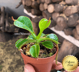 COLLECTORS ITEM 🌟 Nepenthes Lowii (Gunung Murud, Borneo) * Wistuba 📏 6-8cm > Exact plant pictured