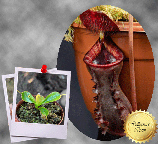 COLLECTORS ITEM 🌟 Nepenthes Lowii (Gunung Murud, Borneo) * Wistuba 📏 3-5cm > Exact plant pictured