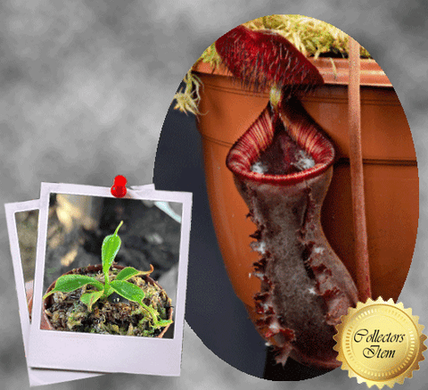 COLLECTORS ITEM 🌟 Nepenthes Lowii (Gunung Murud, Borneo) * Wistuba 📏 3-5cm > Exact plant pictured