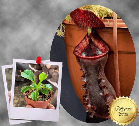 COLLECTORS ITEM 🌟 Nepenthes Lowii (Gunung Murud, Borneo) * Wistuba 📏 6-8cm > Exact plant pictured
