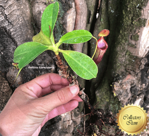 RARE! TROPICAL PITCHER PLANT: Nepenthes Lowii x Campanulata ex Exotica Plants * > 1 plant only!