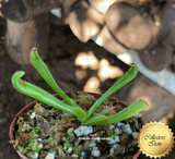ULTRA RARE! COLLECTORS ITEM 🌟 Heliamphora Macdonaldae (Cerro Duida, Venezuela) ex Wistuba 📏 4-6cm Juvenile pitchers > Exact plant pictured