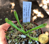 ULTRA RARE! COLLECTORS ITEM 🌟 Heliamphora Macdonaldae (Cerro Duida, Venezuela) ex Wistuba 📏 4-6cm Juvenile pitchers > Exact plant pictured