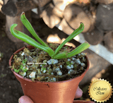 ULTRA RARE! COLLECTORS ITEM 🌟 Heliamphora Macdonaldae (Cerro Duida, Venezuela) ex Wistuba 📏 4-6cm Juvenile pitchers > Exact plant pictured