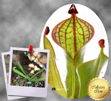 ULTRA RARE! COLLECTORS ITEM 🌟 Heliamphora Macdonaldae (Cerro Duida, Venezuela) ex Wistuba 📏 4-6cm Juvenile pitchers > Exact plant pictured