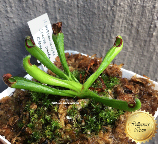 Heliamphora Macdonaldae (Cerro Duida, Venezuela) ex Wistuba 📏 7-8cm Juvenile pitchers