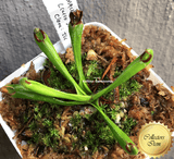 Heliamphora Macdonaldae (Cerro Duida, Venezuela) ex Wistuba 📏 7-8cm Juvenile pitchers