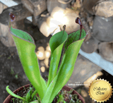 ULTRA RARE! COLLECTORS ITEM 🌟 Heliamphora Macdonaldae (Cerro Duida, Venezuela) ex Wistuba 📏 8-12cm Adult pitchers > Exact plant pictured