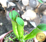 ULTRA RARE! COLLECTORS ITEM 🌟 Heliamphora Macdonaldae (Cerro Duida, Venezuela) ex Wistuba 📏 8-12cm Adult pitchers > Exact plant pictured