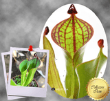 ULTRA RARE! COLLECTORS ITEM 🌟 Heliamphora Macdonaldae (Cerro Duida, Venezuela) ex Wistuba 📏 8-12cm Adult pitchers > Exact plant pictured