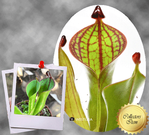 ULTRA RARE! COLLECTORS ITEM 🌟 Heliamphora Macdonaldae (Cerro Duida, Venezuela) ex Wistuba 📏 8-12cm Adult pitchers > Exact plant pictured