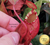Nepenthes x Majin Bu from DIFLORA * Carnivorous plants for sale  @ Cultivo Carnivores South Africa