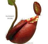 Nepenthes x Majin Bu from DIFLORA * Buy carnivorous plants @ Cultivo Carnivores South Africa
