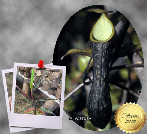 SPECIAL IMPORT 🌟  Nepenthes Mikei ex Wistuba 📏 15-18cm