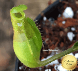 TROPICAL PITCHER PLANT: Nepenthes Spathulata x Mira x (Aristolochioides x Spectabilis) for sale | Buy carnivorous plants and seeds online @ South Africa's leading online plant nursery, Cultivo Carnivores
