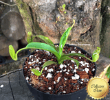 TROPICAL PITCHER PLANT: Nepenthes Spathulata x Mira x (Aristolochioides x Spectabilis) for sale | Buy carnivorous plants and seeds online @ South Africa's leading online plant nursery, Cultivo Carnivores